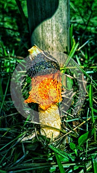 Single Bridal Veiil Mushroom (Phallus indusiatus) photo