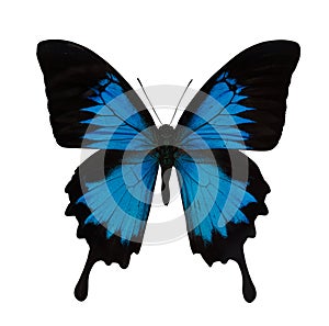 Single bright blue butterfly