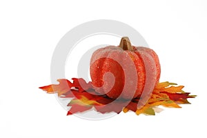 Single bright colored pumpkin thanksgiving