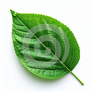 Single Bright Green Leaf Isolated on White Background Close Up Macro