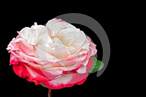 Single bright isolated red white rose macro on black background