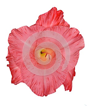 Single bright pink gladiolus flower isolated on white