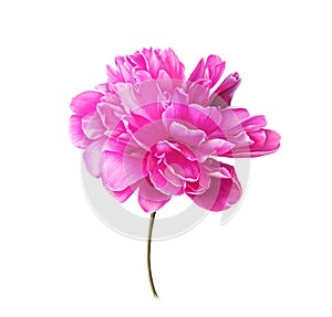 Single Bright Pink Peony Flower. Isolated color pencil drawing flower head on white background.