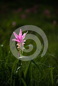 Single bright pink Siam Tulip