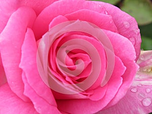 A Single Bright Pretty Pink Rose Flower Petal Closeup Blooming In Summer 2019