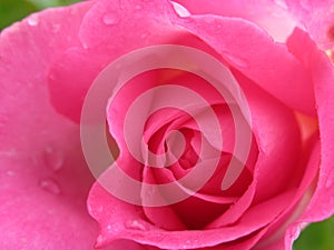 A Single Bright Pretty Pink Rose Flower Petal Closeup Blooming In Summer 2019