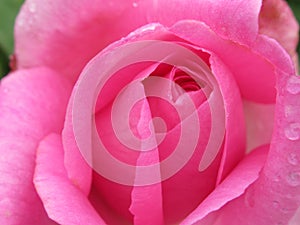 A Single Bright Pretty Pink Rose Flower Petal Closeup Blooming In Summer 2019