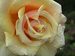 A Single Bright Pretty Yellow Rose Flower Petal Closeup Blooming In Summer 2019