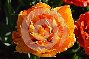 Single Bright Rose Tulip Close Up