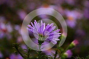 Single bright violet blue wood aster Symphyotrichum cordifolium on the blurred background. Perennial plant