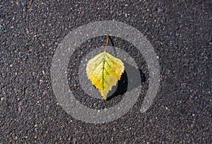 Single bright yellow autumn fallen birch leaf on dark grey asphalt background. Back to school concept