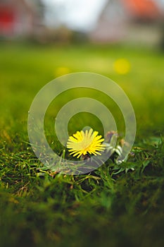 Single bright yellow dandelion isolated in vibrant green grass during spring with shallow dept of field creating beautiful bookah