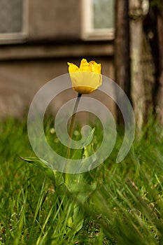 Single bright yellow tulip blooming in garden.