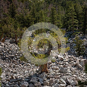 Single Bristlecone Tree in Rocky Valley in Great Basin National Park