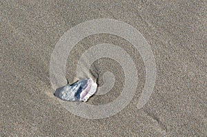 Single broken shell on wet beach sand