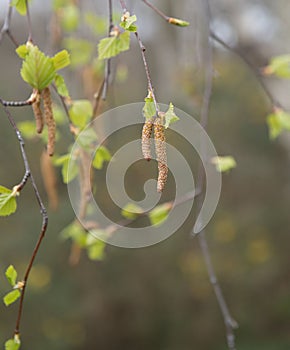 Single brown ament attached to a fresh green branch of a tree with multiple leaves