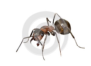 Single brown ant