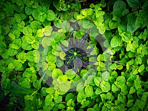 Single Brown Begonia Leaf Surrounded by Green Leaves