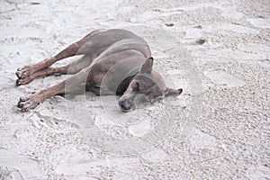 Single brown or black dog sleeping on the beach in the evening on nature sand background