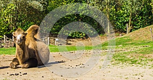 Single brown camel with double humps looking in the camera animal portrait