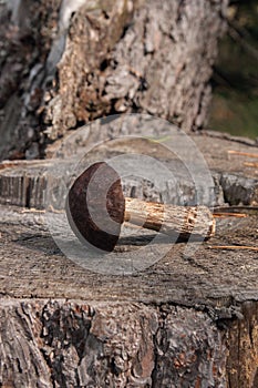 Single brown cap boletus mushroom Boletus badius on natural wo