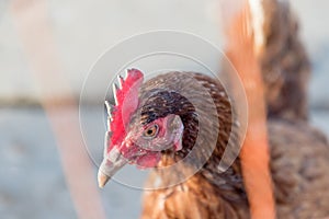 Single brown chicken outdoors at bio poultry country farm