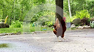 A single brown chicken walking cautiously on pavement