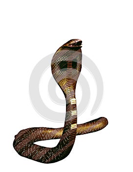 Jediný hnedý kobra had 