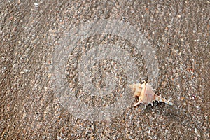 single brown conch shell on sea sand surface