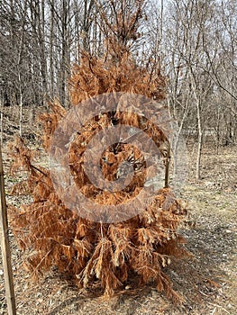 Single Brown Coniferous Tree in forest