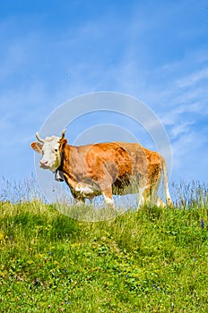 Single brown cow standing on the green Alpine pasture. Blue sky above. Cattle on the field. Cows grazing in the Alps. Farm animals