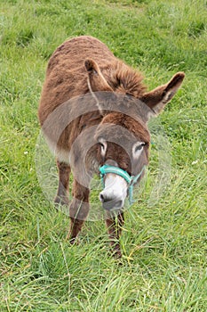 Single brown donkey in ile de RÃ© in french island