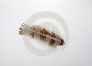 Single brown feather