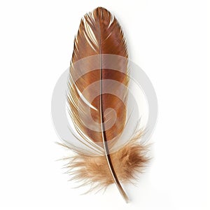 Single Brown Feather Isolated on White