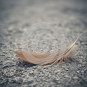 A single brown feather rests on a textured gray surface. The feather shows subtle
