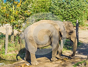 Single brown grey big elephant walking in a nature landscape scene