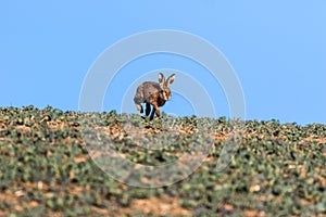 Single Brown Hare Lepus europaeus running towards camera, on t