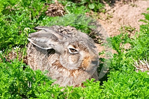 Single brown hare sitting on the green grass under the sun