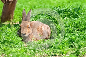 Single brown hare sitting on the green grass under the sun