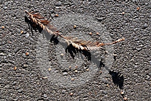 A single brown leave lies on the ground curling upwards with its shadow underneath