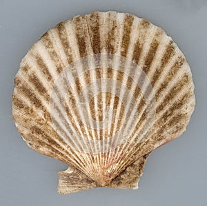 Brown mediterranean shell almeja molusco photo