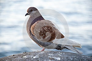 Single brown pigeon with water in the background