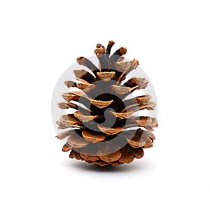 Pine Cone Isolated on White