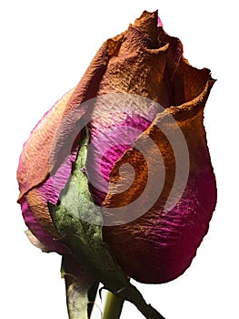 Single brown and pink rose with leaves against white background