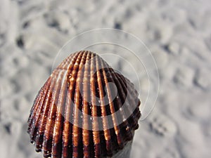 Single brown seashell on sand. Summer beach background