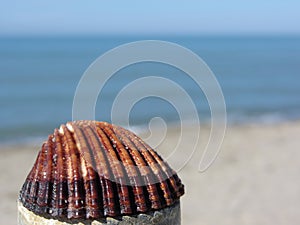 Single brown seashell on summer beach background