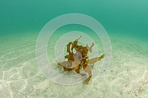 Single brown seaweed frond on sandy bottom