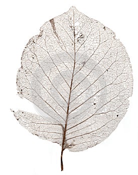 Single brown skeleton leaf