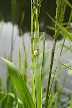 A single brown snail shell sticks to a green reed stem