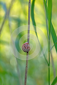 A single brown snail shell sticks to a green reed stem